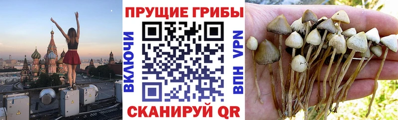 Галлюциногенные грибы Cubensis  Починок 